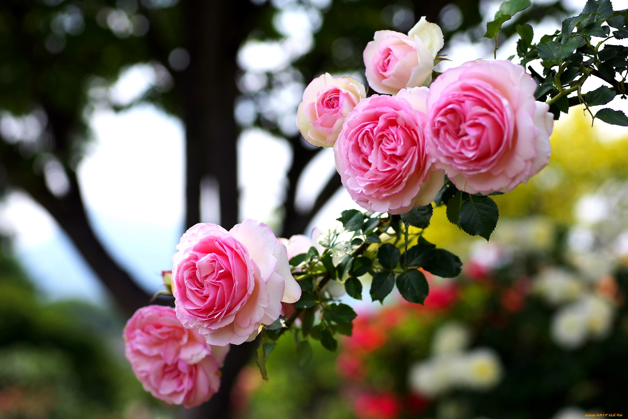 Rose is beautiful. Красивые цветы. Розовые цветы. Цветочки розочки.